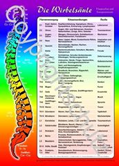 Immagine di Wirbelsäulenzonen Lehrkarte A6