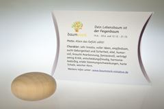 Image de Handschmeichler Feigenbaum mit Baumhoroskop von baumstark