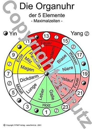 Bild von Die Organuhr der 5 Elemente Lehrkarte A6