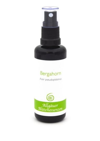 Bild von Allgäuer Blütenessenz Bergahorn 50 ml