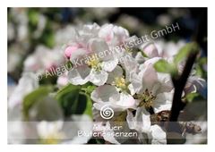 Bild von Allgäuer Blütenkarte Apfel