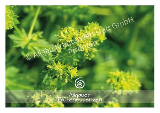 Image sur Allgäuer Blütenkarte Frauenmantel