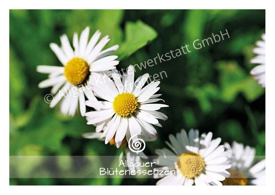 Image sur Allgäuer Blütenkarte Gänseblümchen