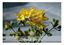 Bild von Allgäuer Blütenkarte Johanniskraut