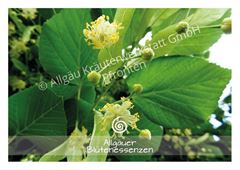 Picture of Allgäuer Blütenkarte Linde