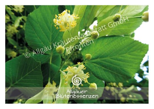 Immagine di Allgäuer Blütenkarte Linde