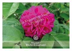 Bild von Allgäuer Blütenkarte Rose