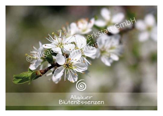 Image sur Allgäuer Blütenkarte Schlehe