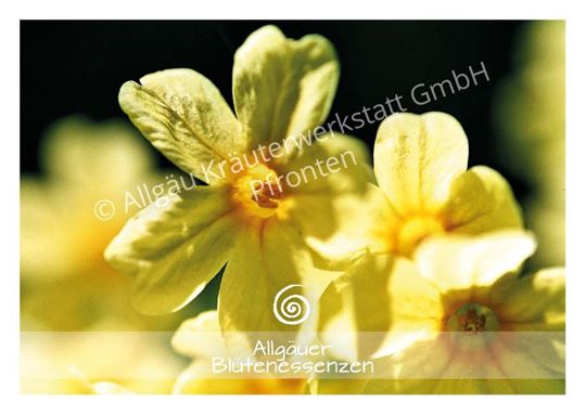 Image sur Allgäuer Blütenkarte Schlüsselblume