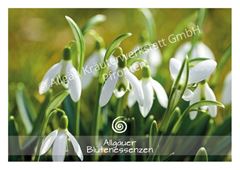 Picture of Allgäuer Blütenkarte Schneeglöckchen