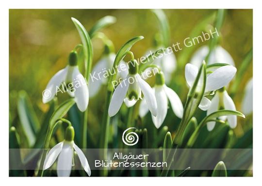 Image sur Allgäuer Blütenkarte Schneeglöckchen