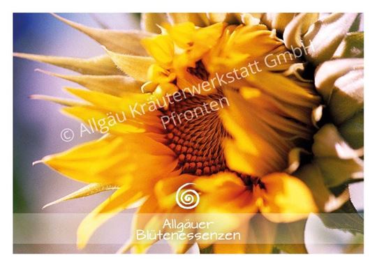 Image sur Allgäuer Blütenkarte Sonnenblume