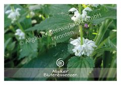 Picture of Allgäuer Blütenkarte Weisse Taubnessel