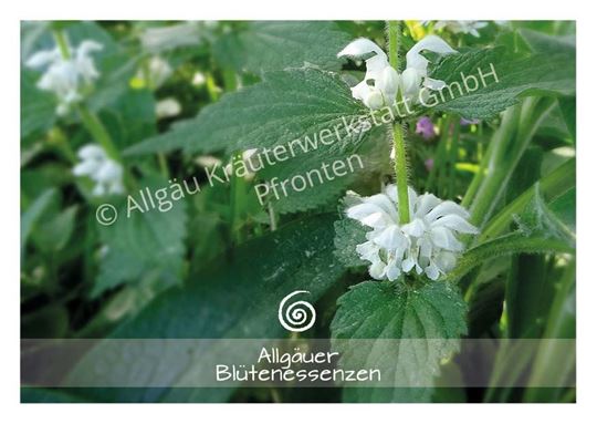 Image sur Allgäuer Blütenkarte Weisse Taubnessel