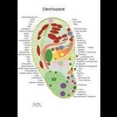 Immagine di Übersichtskarte Ohrreflexzonen DIN A5