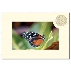 Bild von Klappkarte BdL Schmetterling 11,5x16,7cm (mit Kuvert B6)