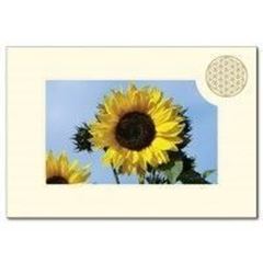 Bild von Klappkarte BdL Sonnenblume 11,5x16,7cm (mit Kuvert B6)