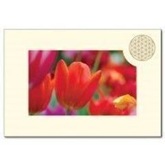 Bild von Klappkarte BdL Tulpe 11,5x16,7cm (mit Kuvert B6)