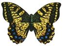 Bild von Mini-Schmetterlings-Drachen, VE-24