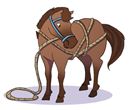 Immagine di Das Quiz der Pferde und Ponys, VE-1