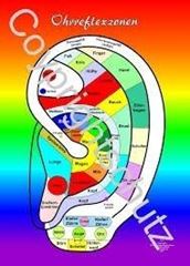 Image de Ohr A6 - Reflexzonenübersicht Lehrtafel
