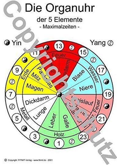 Bild von Organuhr der 5 Elemente A3 Lehrtafel