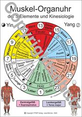 Image de Muskel-Organuhr der 5 Elemente A4 Lehrtafel