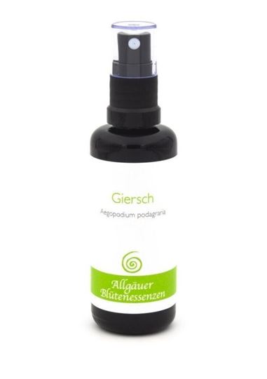 Bild von Allgäuer Blütenessenz Giersch 50 ml