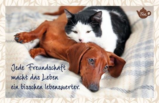 Bild von Jede Freundschaft macht das Leben einbisschen lebenswerter