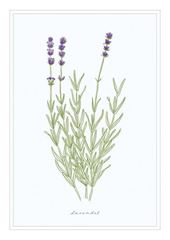 Immagine di Postkarte. Lavendel 10 Ex.