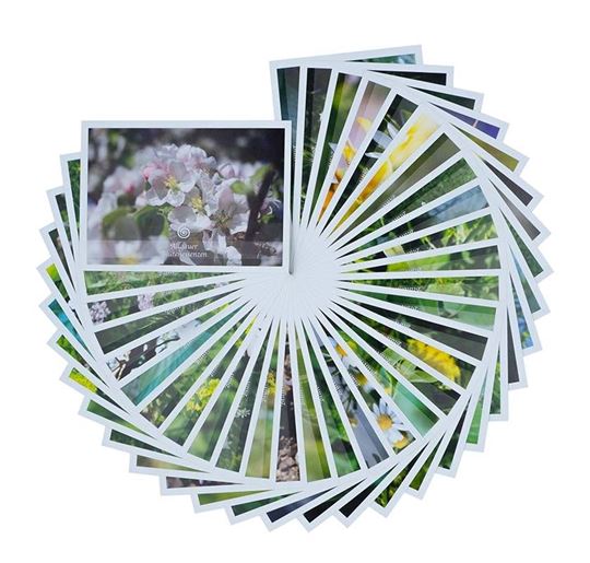 Picture of Allgäuer Blütenessenzen Karten-Set mit 33 Blütenkarten