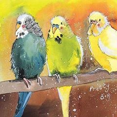 Picture of BUDGIES