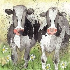 Bild von CURIOUS COWS