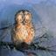 Immagine di NIGHT OWL