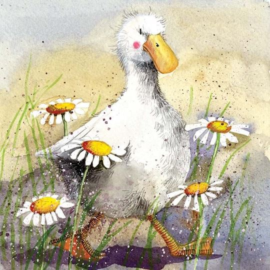 Bild von DUCK IN THE DAISIES BLANK CARD