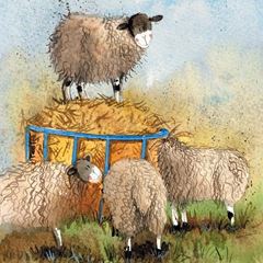 Bild von SHEEP & HAY BLANK CARD