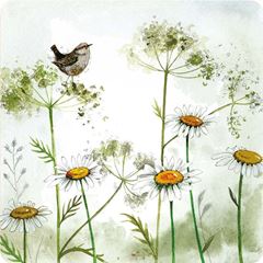 Image de WREN AND COW PARSLEY