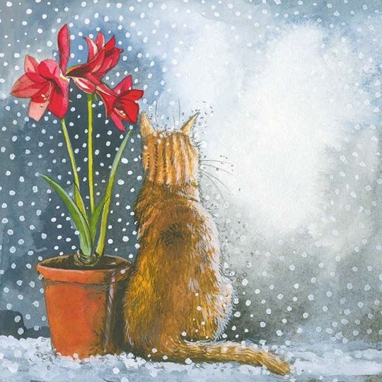 Picture of CAT & AMARYLLIS PACK OF 5