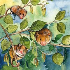 Picture of DORMICE