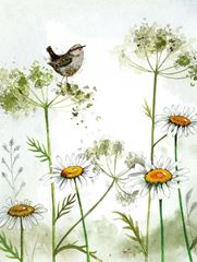 Picture of WREN AND DAISIES