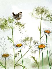 Image de WREN AND DAISIES