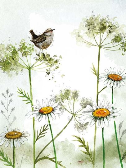 Bild von WREN AND DAISIES