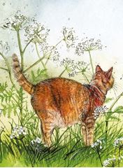 Bild von CAT IN THE COW PARSLEY