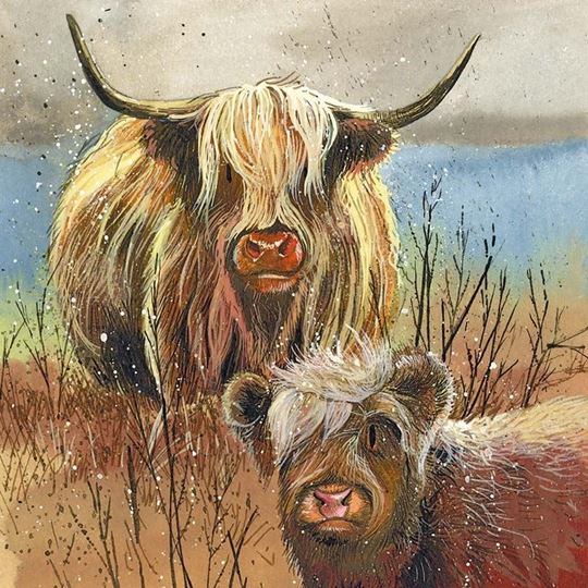Image sur HIGHLAND COWS BLANK CARD
