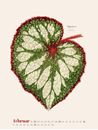 Bild von Blattwerk - Botanische Illustrationen Kalender 2025