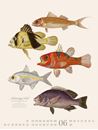 Bild von Fische Kalender 2025