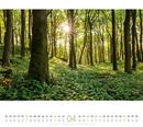 Bild von Wald Kalender 2025
