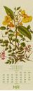 Image sur Wildwuchs - Botanische Illustrationen - Graspapier-Kalender 2025