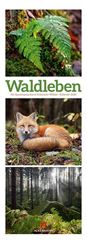 Bild von Waldleben - Ein Spaziergang durch heimische Wälder Triplet-Kalender 2025
