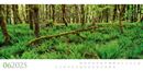 Bild von Wilde Wälder Kalender 2025